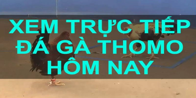 Đá gà chọi Thomo là gì?